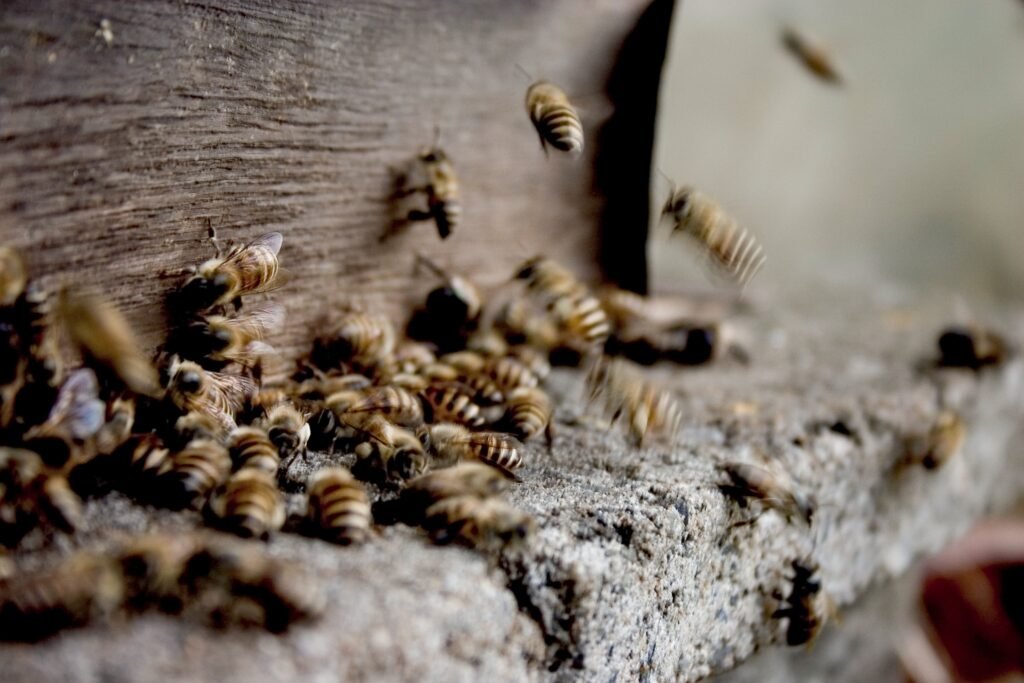 Ecosistema abejas