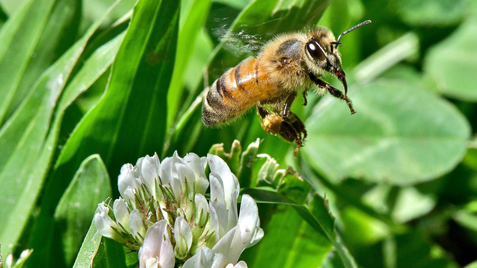 Abeja y Flor