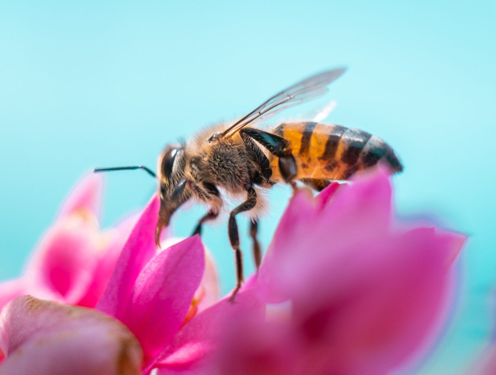 abeja polinizando